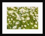 Daisy flowers by Assaf Frank